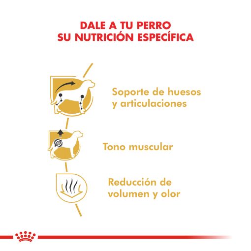 DACHSHUND ADULTO | ROYAL CANIN - Image 2