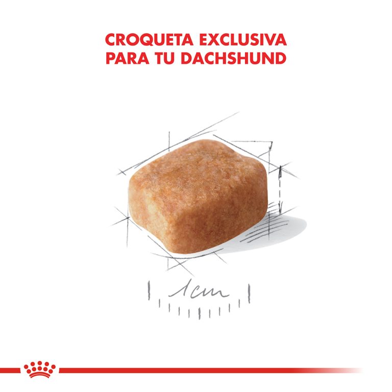 DACHSHUND ADULTO | ROYAL CANIN - Image 3