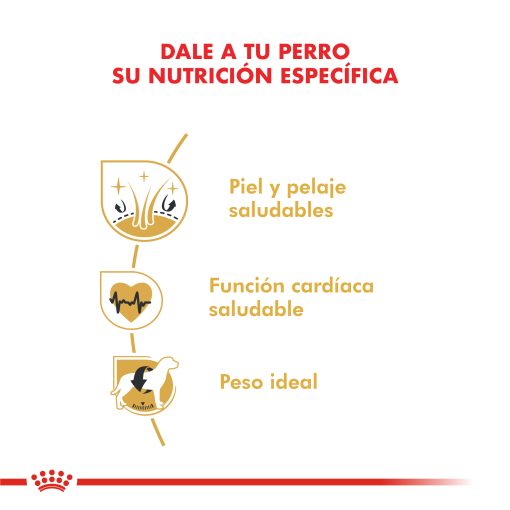 GOLDEN RETRIEVER ADULTO | ROYAL CANIN - Image 2