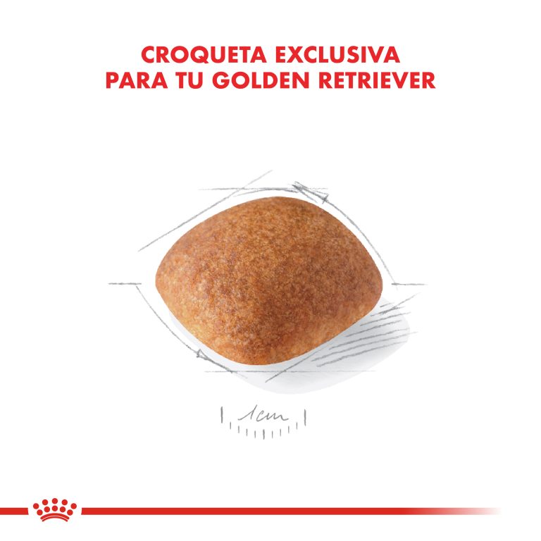 GOLDEN RETRIEVER ADULTO | ROYAL CANIN - Image 3