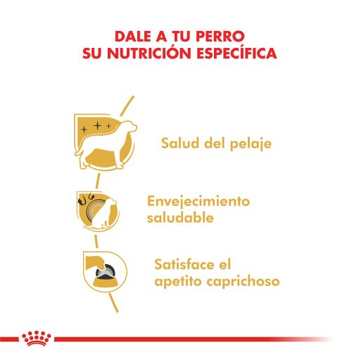 YORKSHIRE TERRIER ADULTO | ROYAL CANIN - Image 2