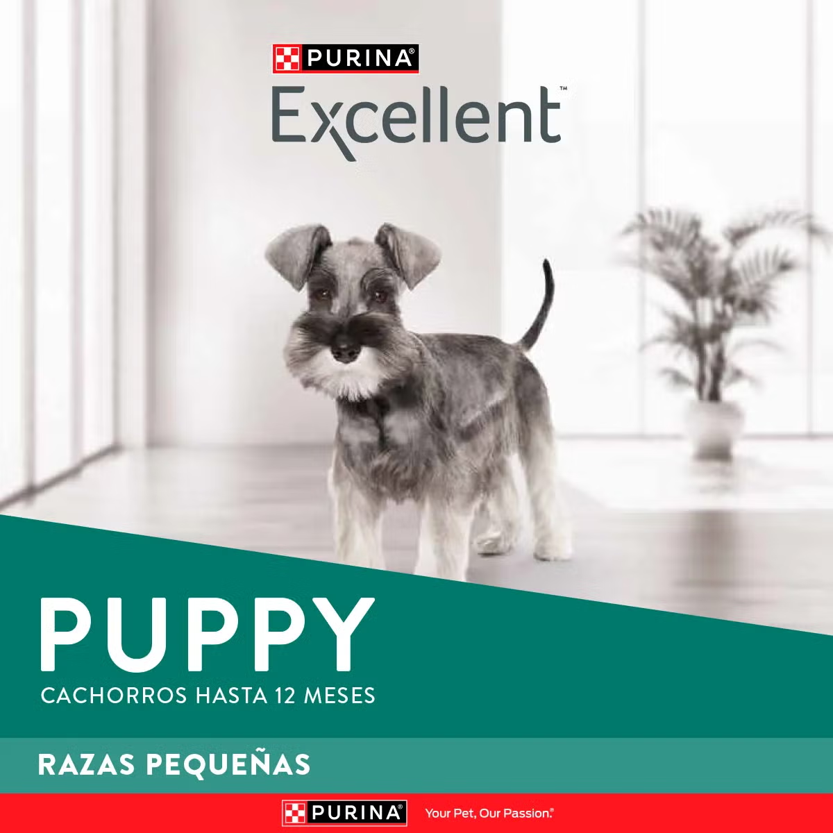 Excellent Cachorro Raza Pequeña - Image 8