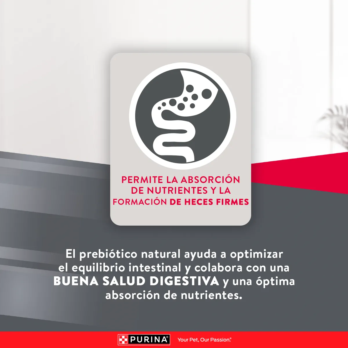 Excellent Cachorro Raza Pequeña - Image 4