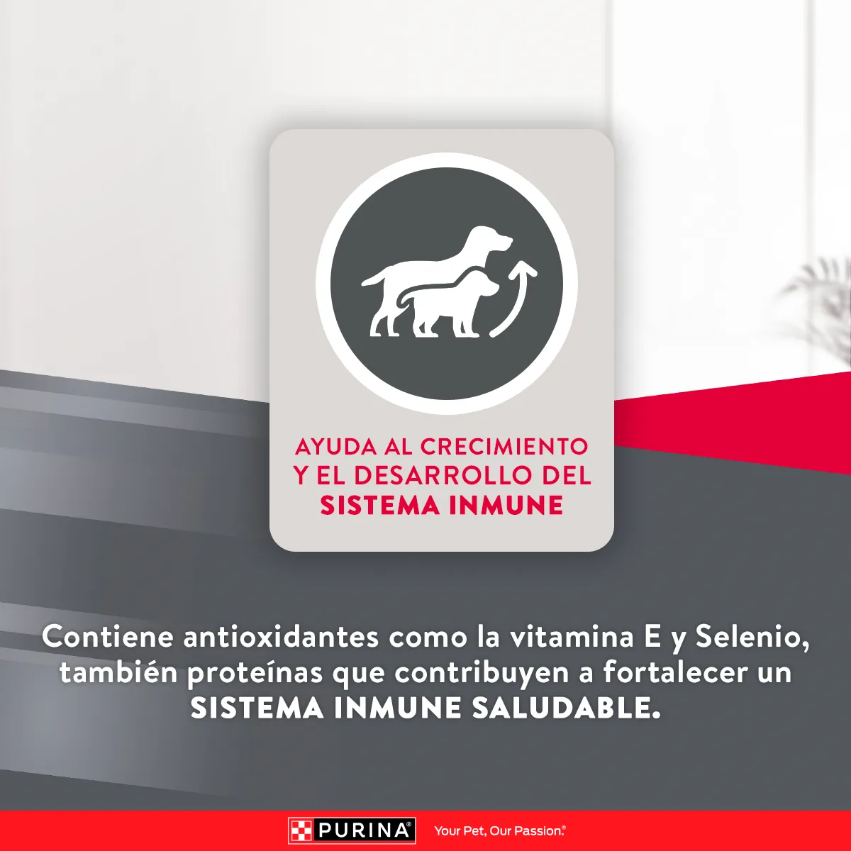 Excellent Cachorro Raza Pequeña - Image 3