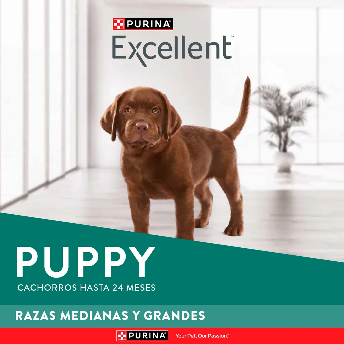 Purina Excellent Puppy mediano y grande - Image 8