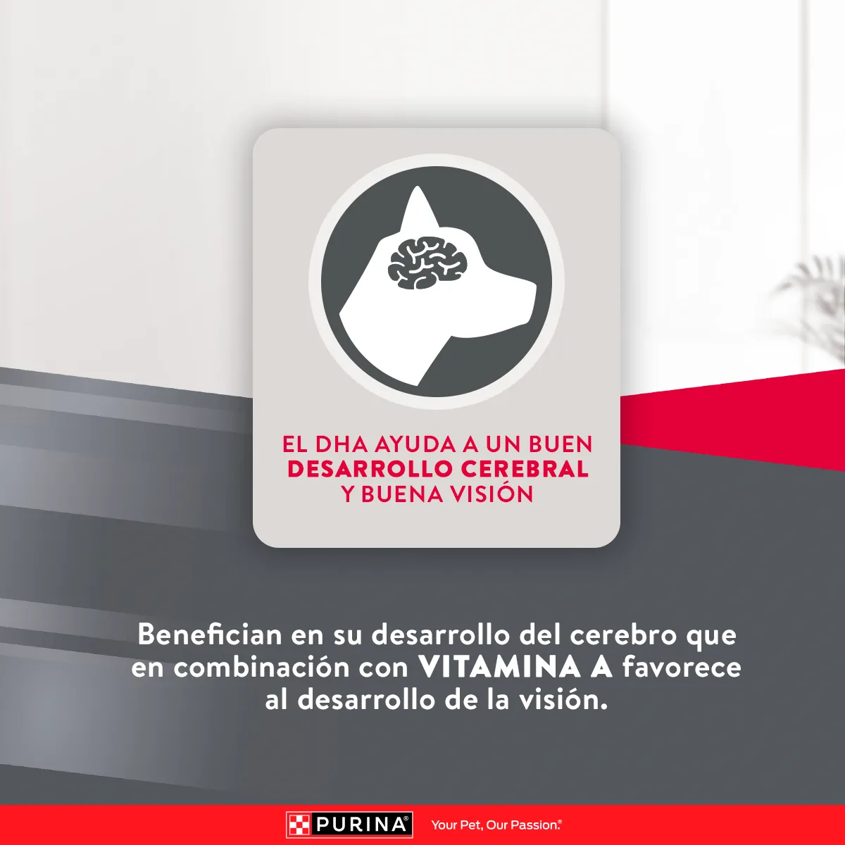 Purina Excellent Puppy mediano y grande - Image 4