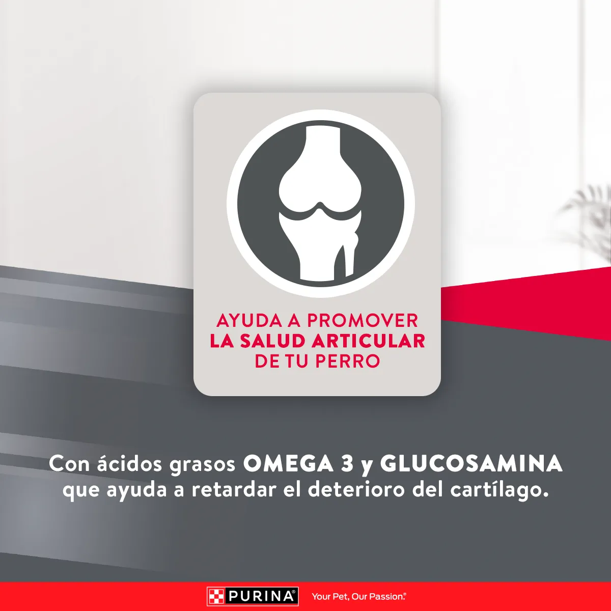 Excellent Perro Adulto Mediano y Grande - Image 5