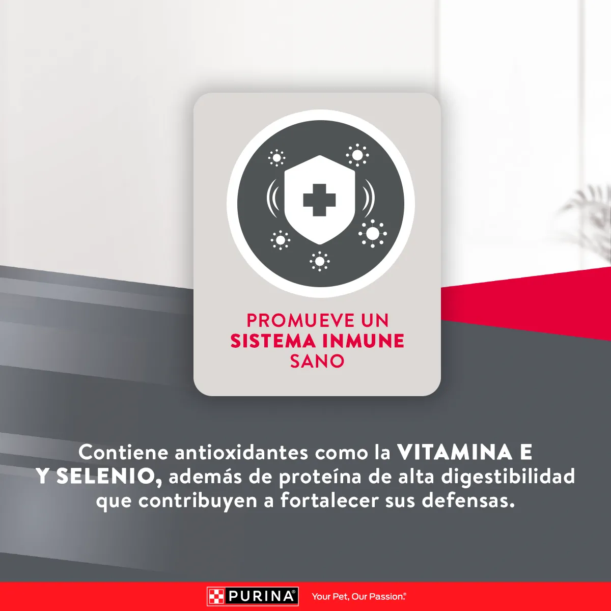 Excellent Perro Adulto Mediano y Grande - Image 4