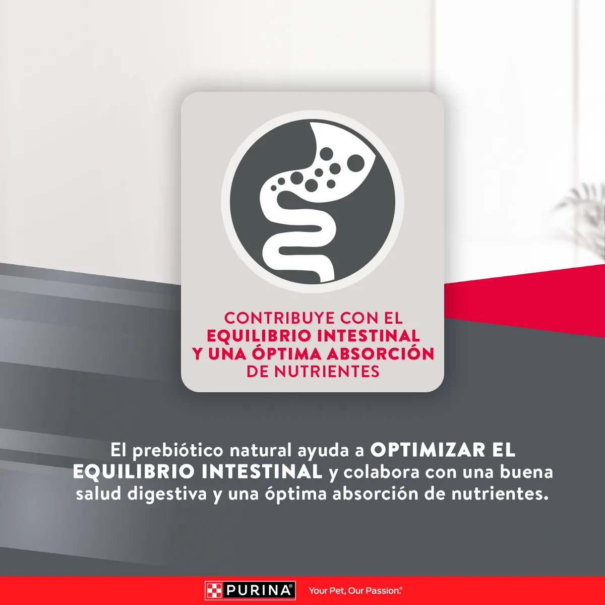 Excellent Perro Adulto Mediano y Grande - Image 3