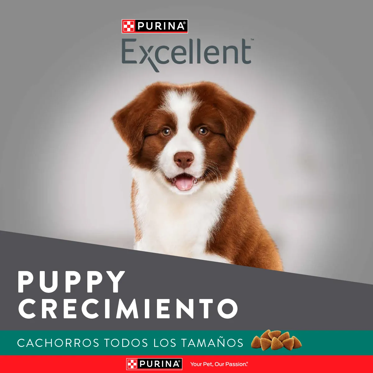 Excellent Puppy Crecimiento - Image 8