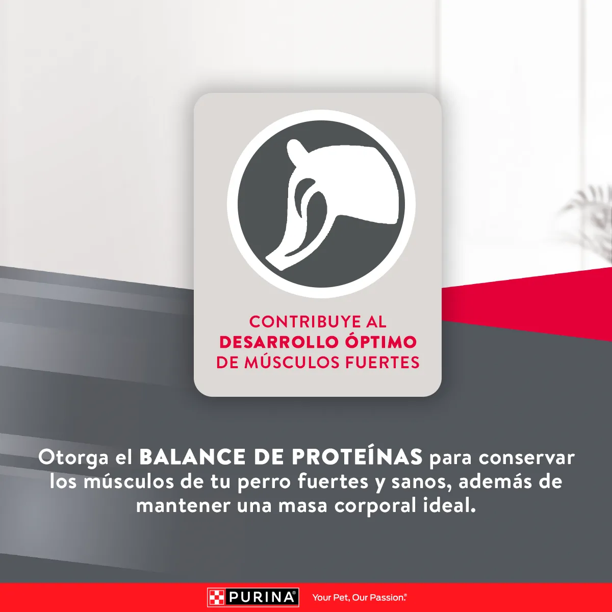 Excellent Puppy Crecimiento - Image 5