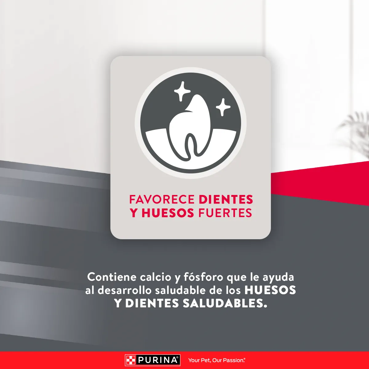 Excellent Puppy Crecimiento - Image 4