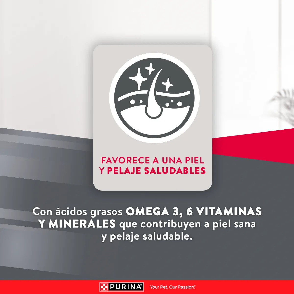 Excellent Puppy Crecimiento - Image 3