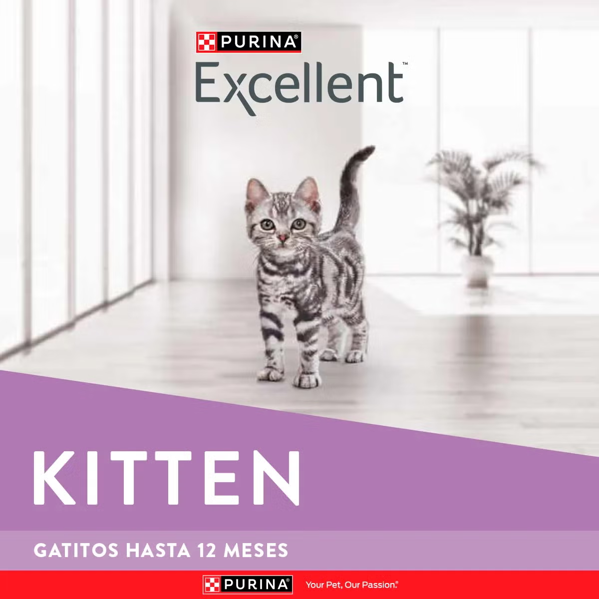 Excellent Kitten Pollo y Arroz - Image 8
