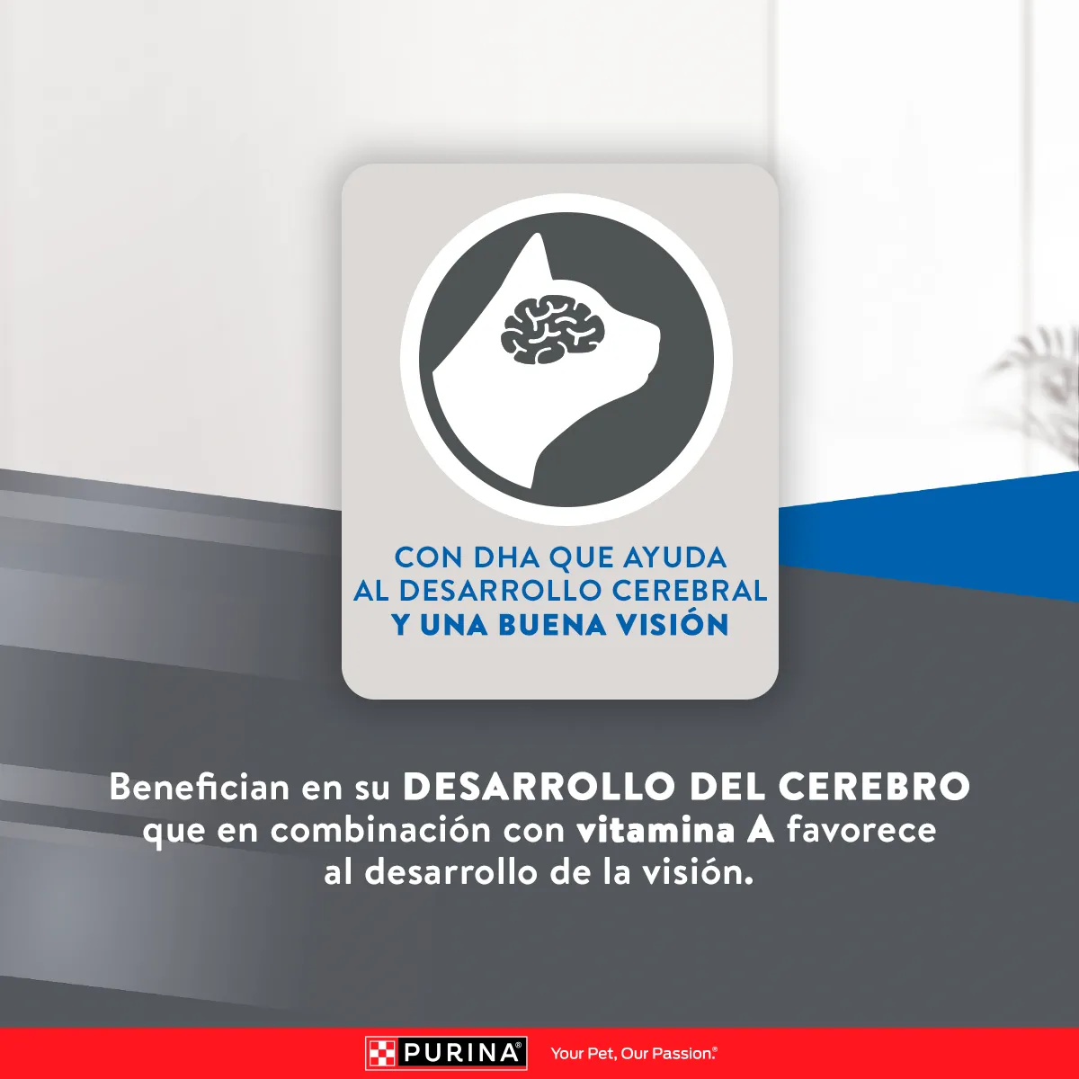 Excellent Kitten Pollo y Arroz - Image 4