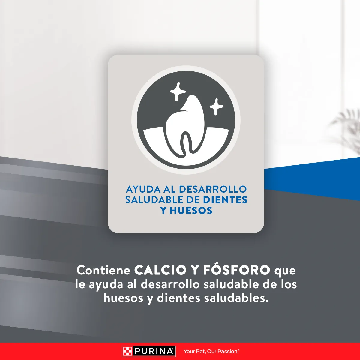 Excellent Kitten Pollo y Arroz - Image 3