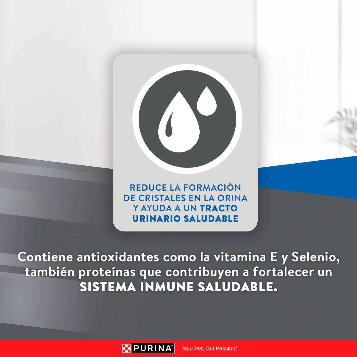 Excellent Gato Urinary - Image 5