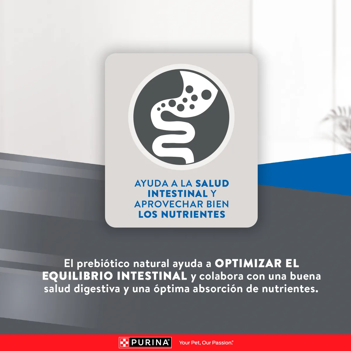 Excellent Gato Urinary - Image 3