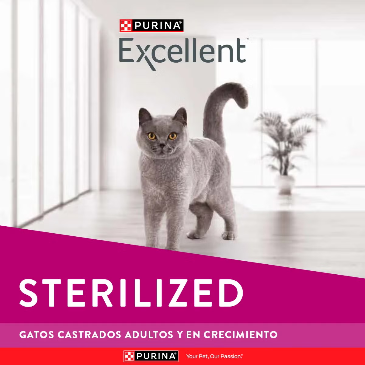 Excellent Gato Sterilized - Image 7