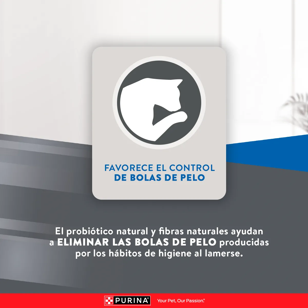 Excellent Gato Sterilized - Image 3